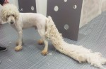 Until the grooming started: the groomer realised the entire coat was matted together... 