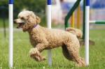 agility-poodle-commons