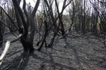 Bushfire1
