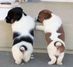 Puppy dog Butt bum